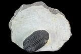 Austerops Trilobite - Nice Eye Facets #127181-2